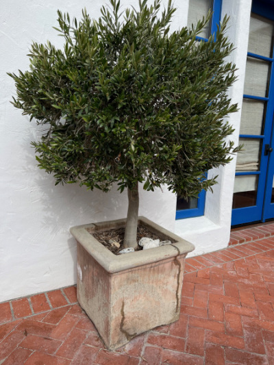Potted Olive